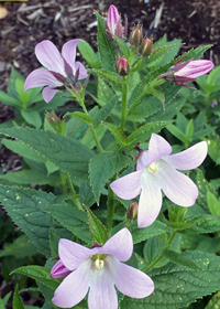 Campanula lactiflora 'Loddon Anna'            